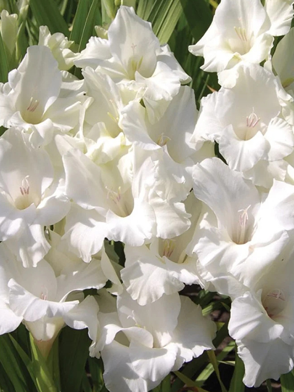 �������� Serena 10/12