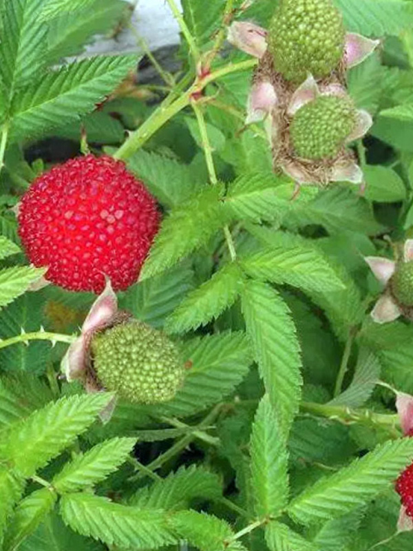 ������ (������-��������, ��������� ������) �1