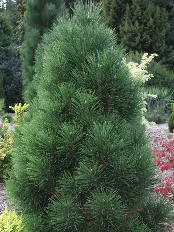 ����� ������ ����������� (Pyramidalis) �2