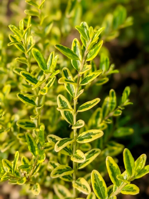 ��������� Variegata �2