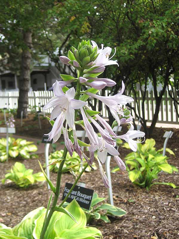  Fragrant Bouquet ( ) (1 ) 