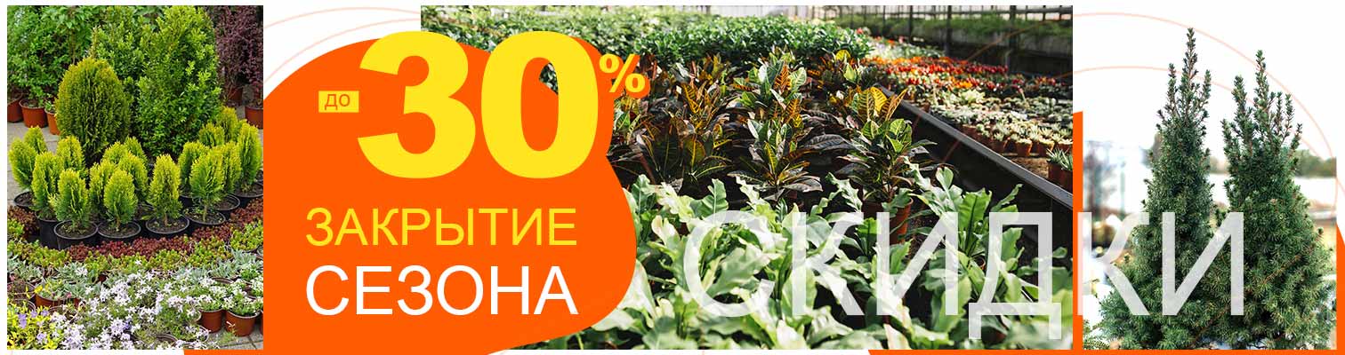 Закрытие сезона в садовых центрах «Світ рослин» Закрытие сезона в садовых центрах «Світ рослин»
