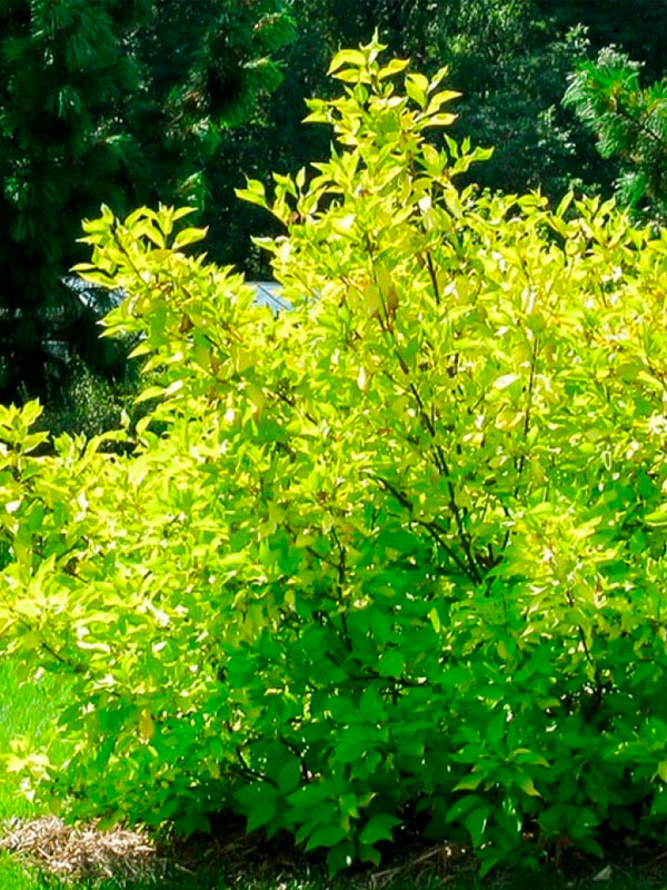����� ����� Aurea ���� �2