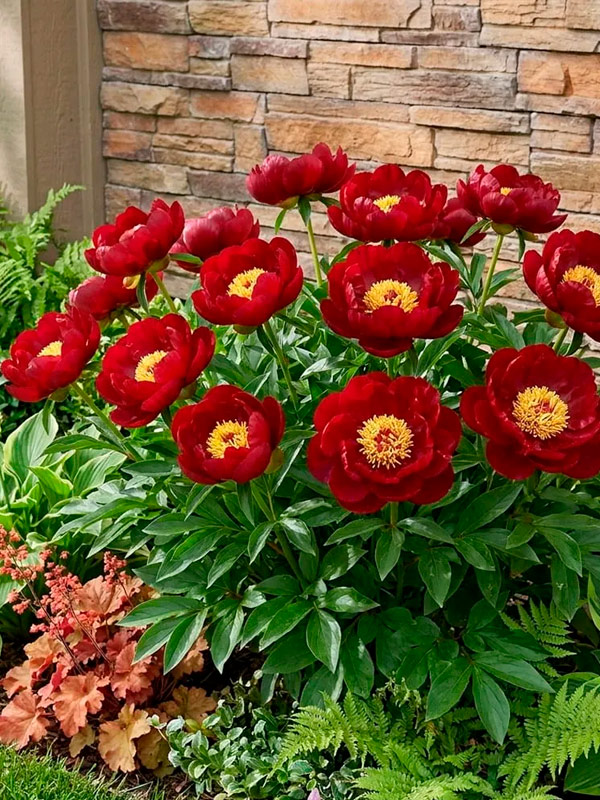 ϳ����� Buckeye Belle 2/3