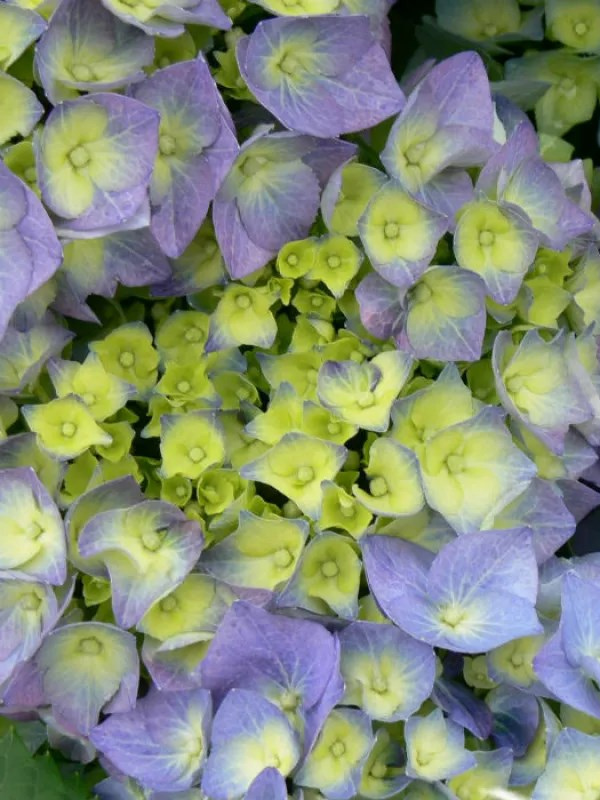 �������� ����� (Bella) ����������� 3 �