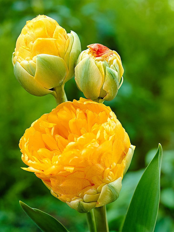  - Double Beauty of Apeldoorn 10/11 