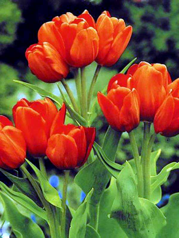  Orange Bouquet  (3 )