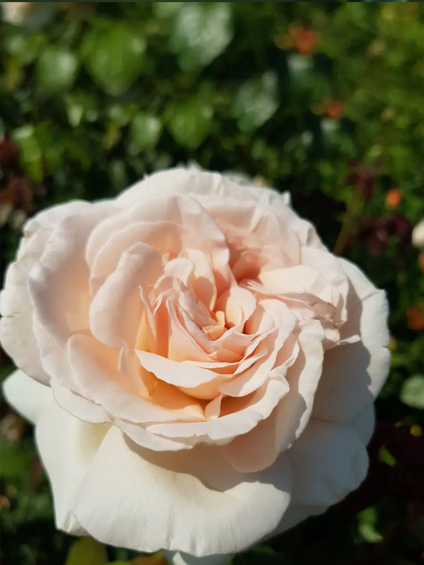 ������� ����� ������� (Prince Jardinier) ��������� �3
