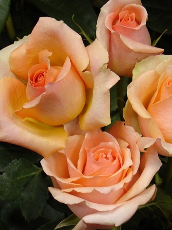 ������� ���������� (Prima Donna) �����-������� �3