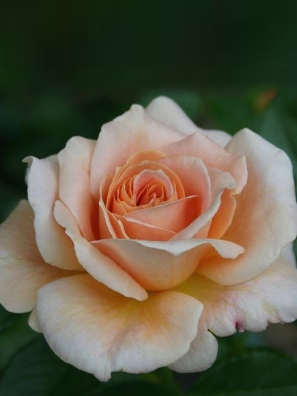 ������� ���������� (Prima Donna) �����-������� �3