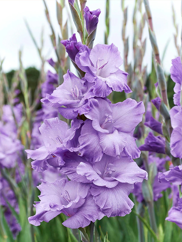 �������� Milka 10/12