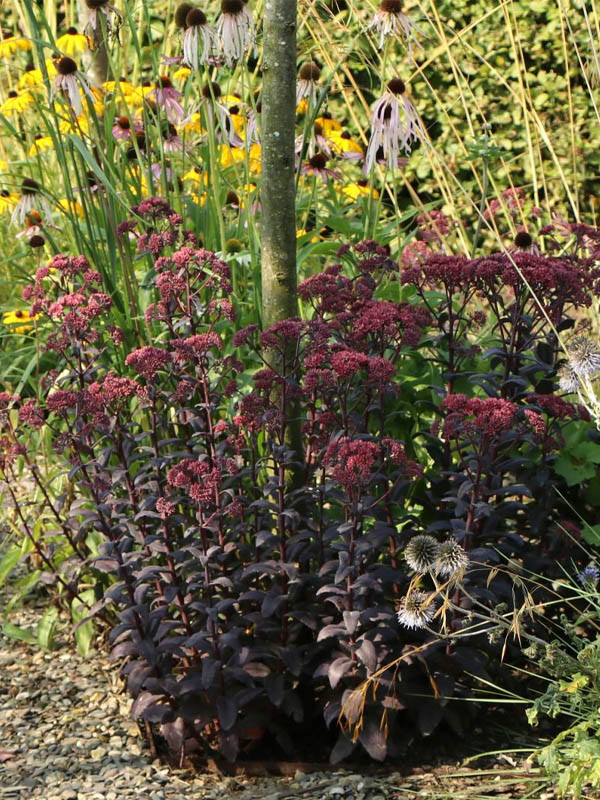     (Red Cauli) 2