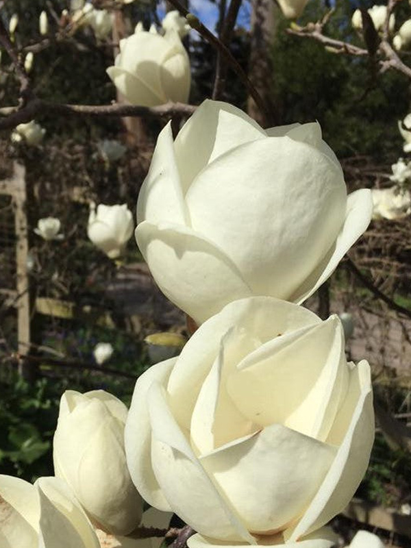 �������� ������� Lenne� Alba �3