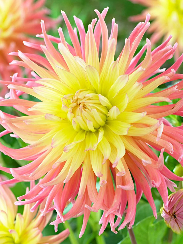 �������� Star Elite 