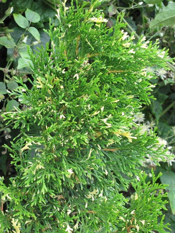     (Smaragd Variegata) P9