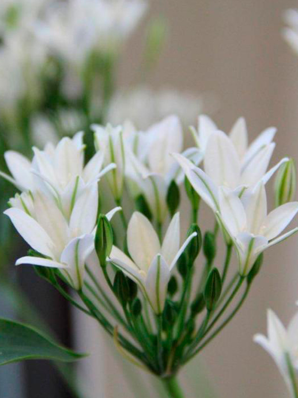 �������� Silver Queen 5+ 