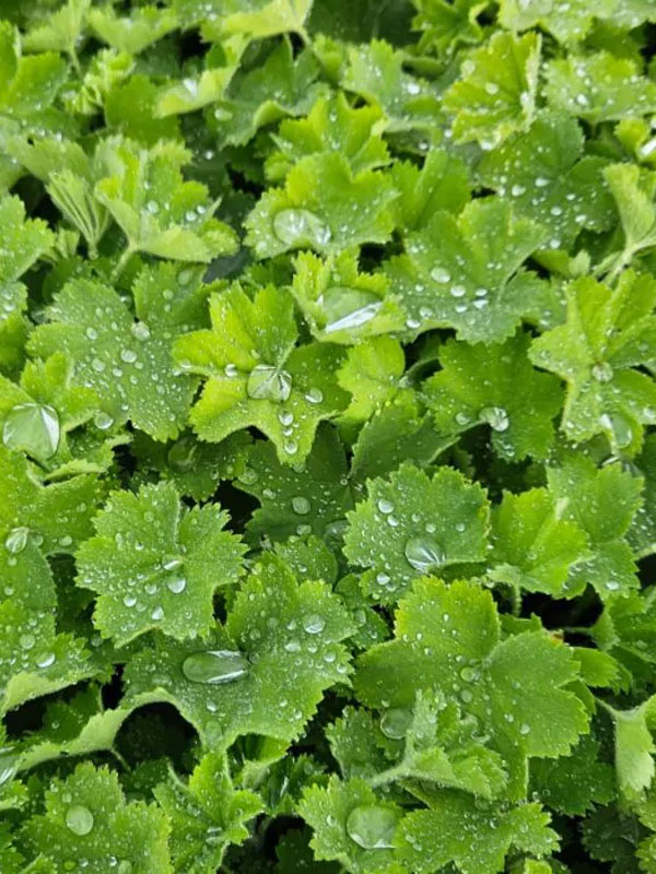   Irish Silk C1