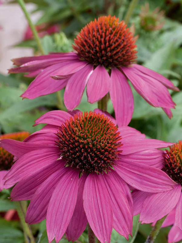       (PowWow Wild Berry) 2