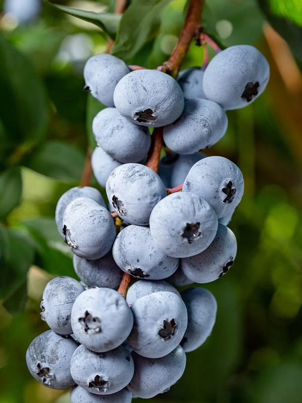 �������� ������� �3