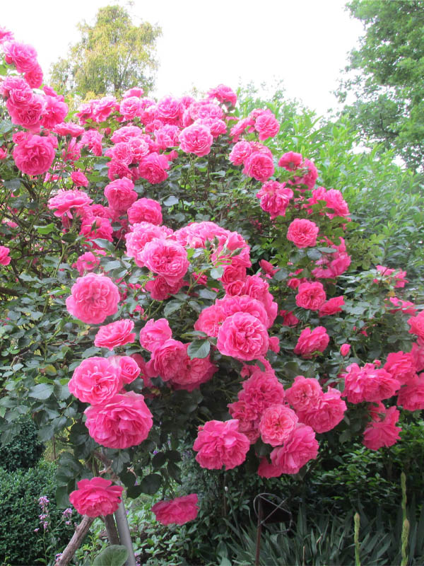     (Rosarium Uetersen) 4