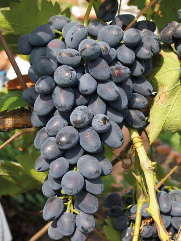 �������� ���� ����������� �����