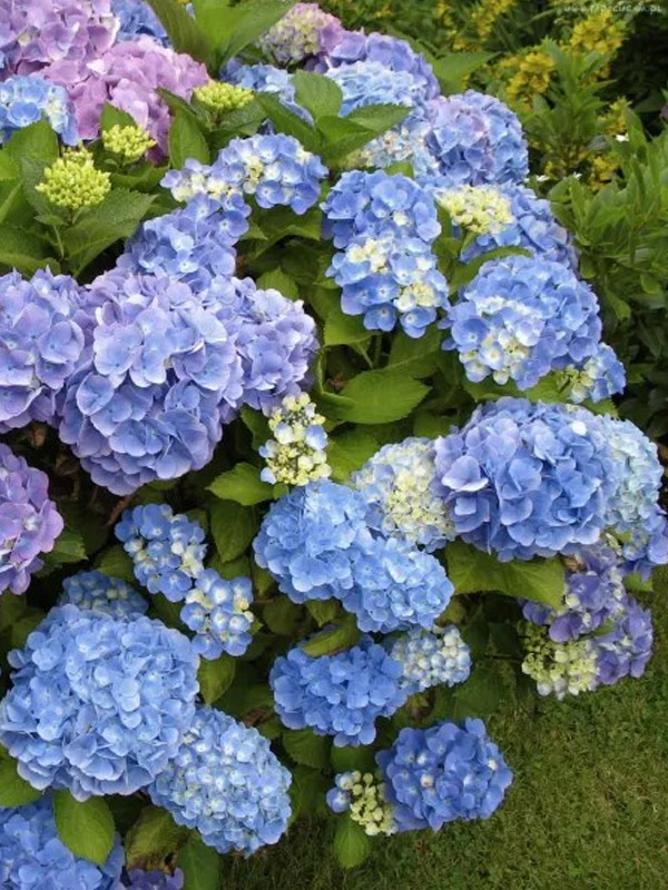 �������� ����� (Bella) ����������� 3 �