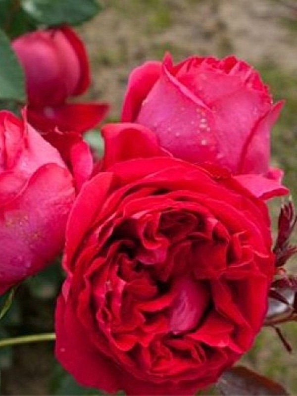      (Red Eden Rose)