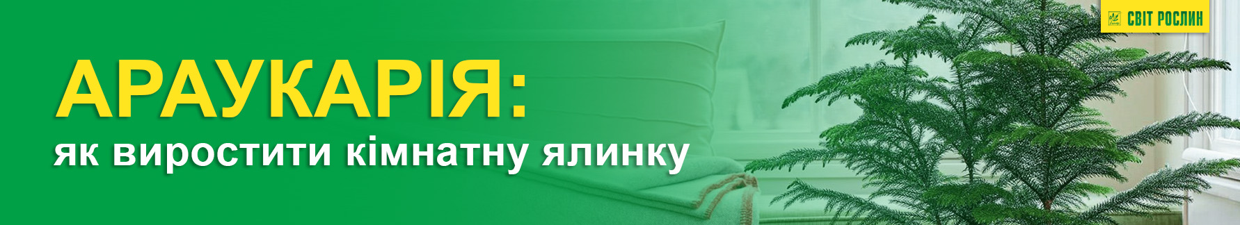 Араукария: как вырастить комнатную ель Араукария: как вырастить комнатную ель