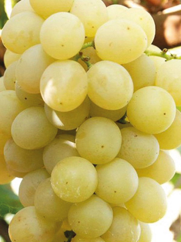 �������� ������ ����� ������