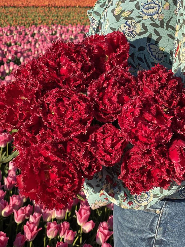  -  (Qatar) 11/12 