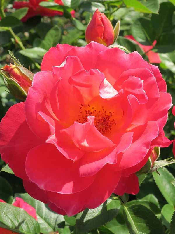 Роза декор арлекин описание фото