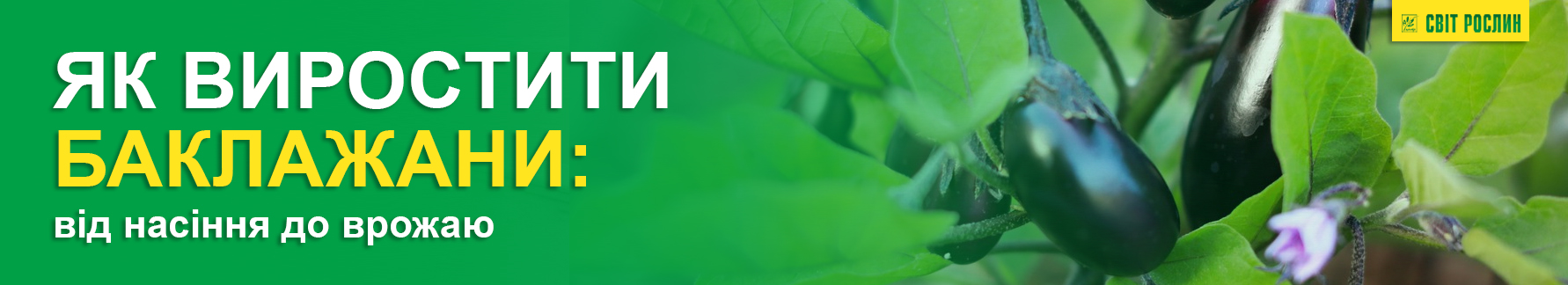Как вырастить баклажаны: от семян до урожая Как вырастить баклажаны: от семян до урожая