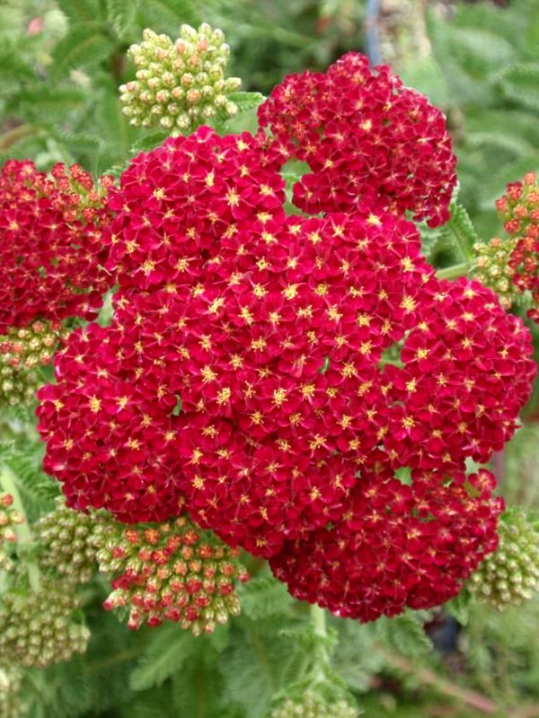 Ахиллея (Тысячелистник) Millefolium Red Velvet 