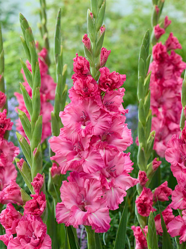 ��������� Sweet Love ������������� 12/14 