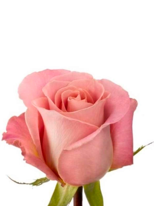 ������� ������� (Hermosa) �����-�������