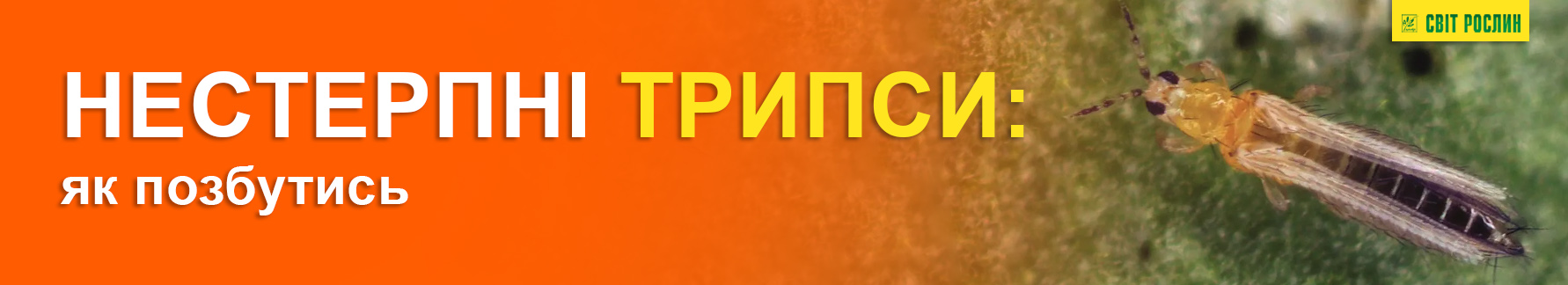 Несносные трипсы: как избавиться Несносные трипсы: как избавиться