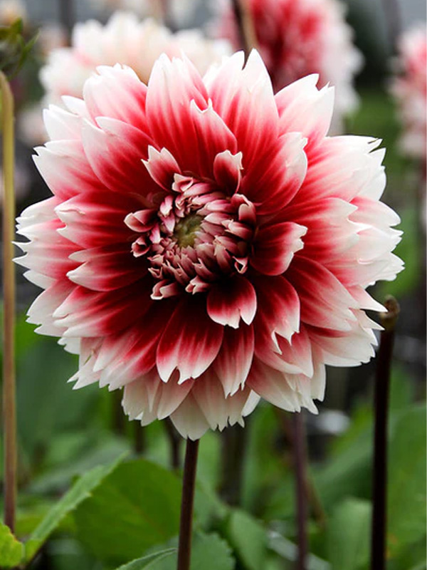  Red and White Fubuki