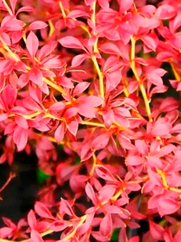 �������� �������� ����� ��� Orange Dream �1,5