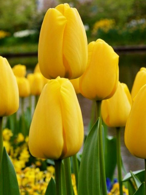 ������� Golden Apeldoorn 12+ ��������� ������ 
