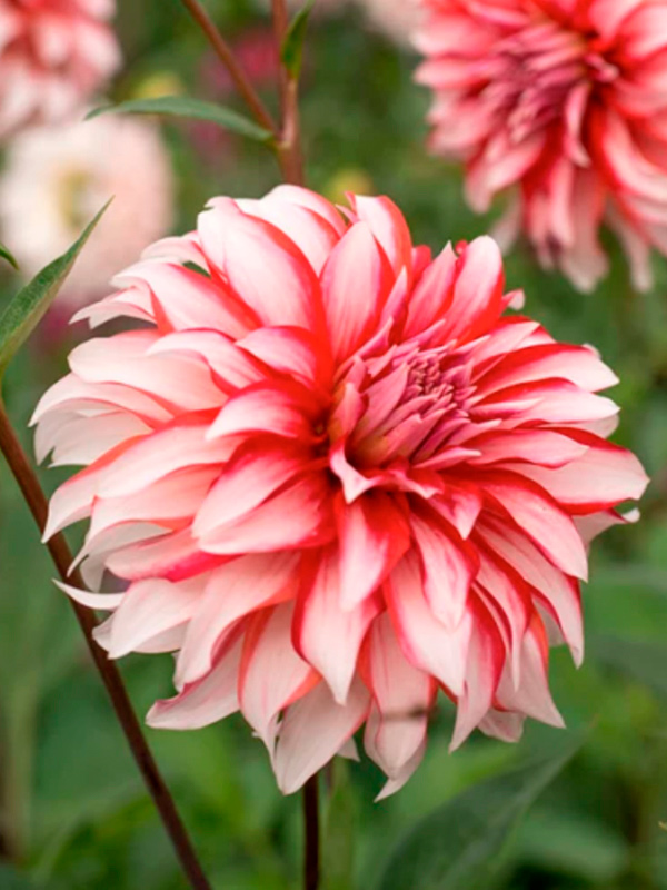 �������� Santa Claus ������������ 