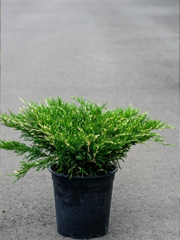 ������ �������������� ������� ������� (Andorra Variegata) �3