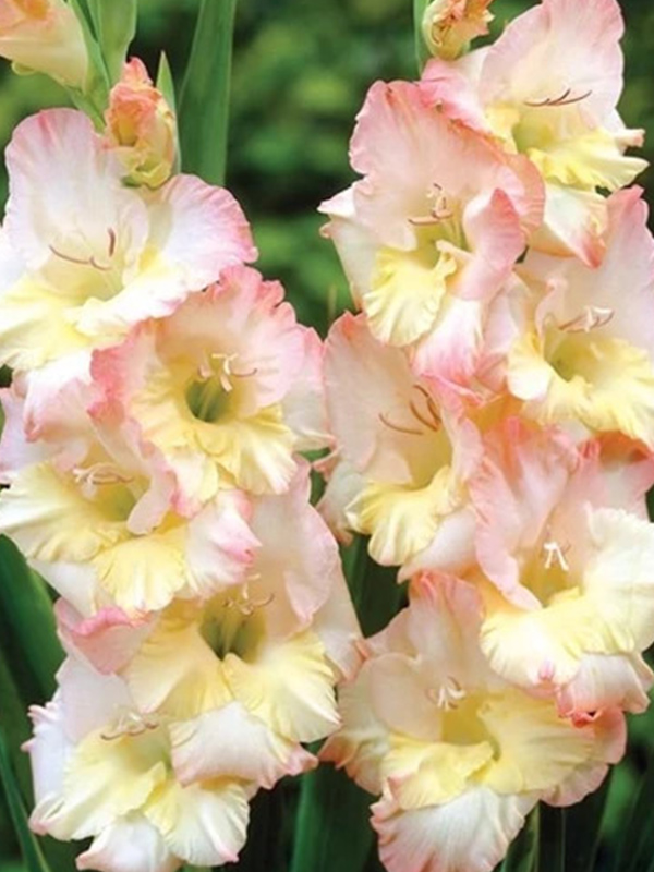 �������� Stelvio ���������� 12/14