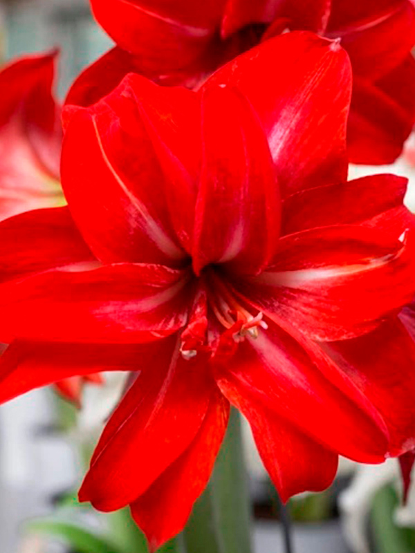 ó��������� Double Delicious �������� 24/26