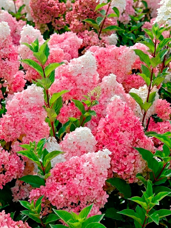 ��������� ������� ����� Vanilla Fraise ����������� �2