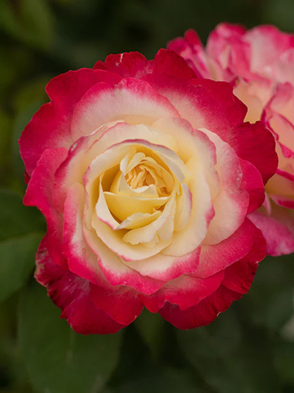  -   (Double Delight)