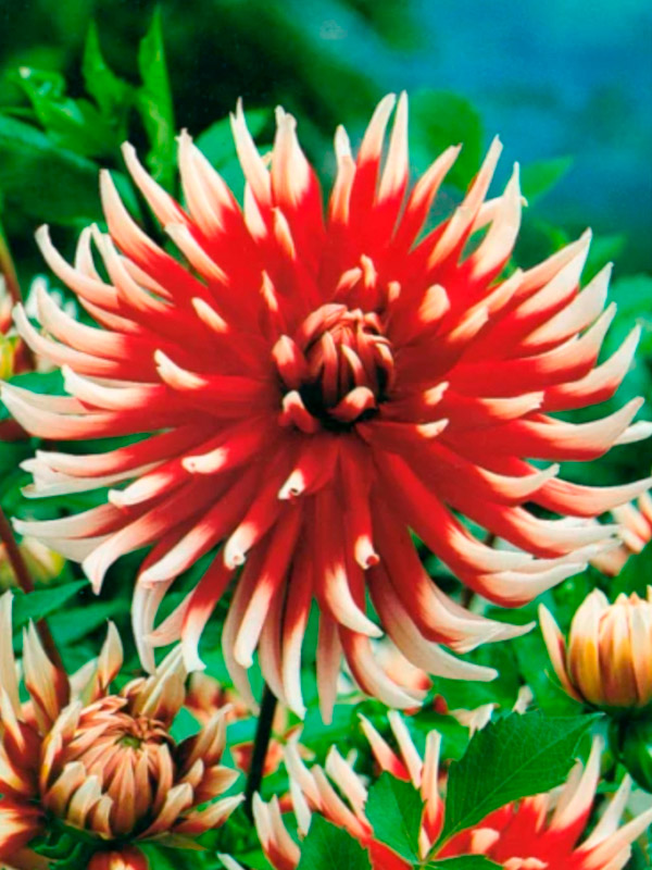 �������� Friquolet ���������� 