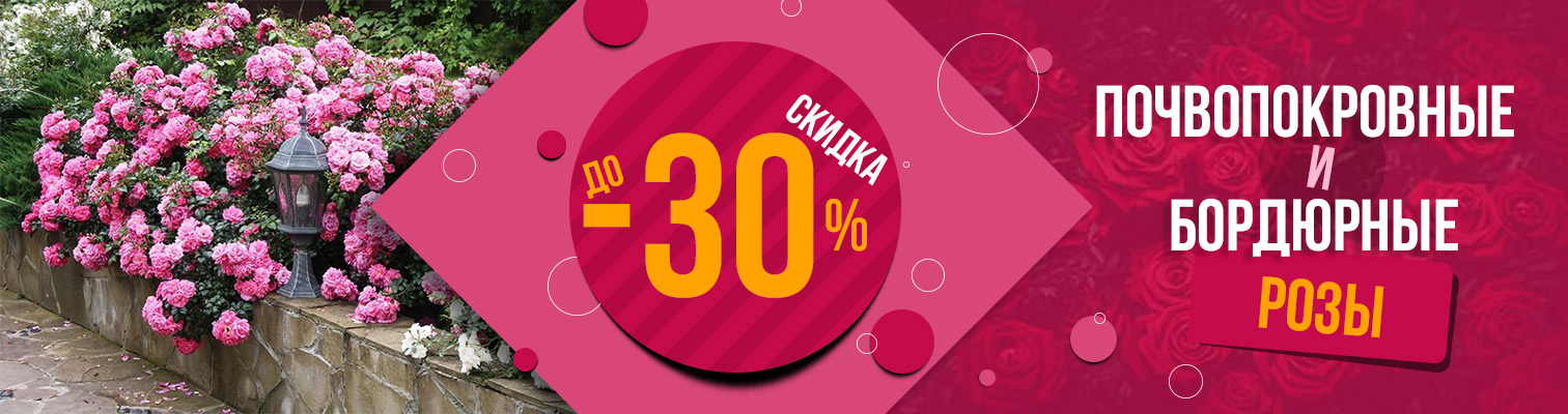 Акция! До 30% экономии при покупке бордюрных и почвопокровных сортов роз! Акция! До 30% экономии при покупке бордюрных и почвопокровных сортов роз!