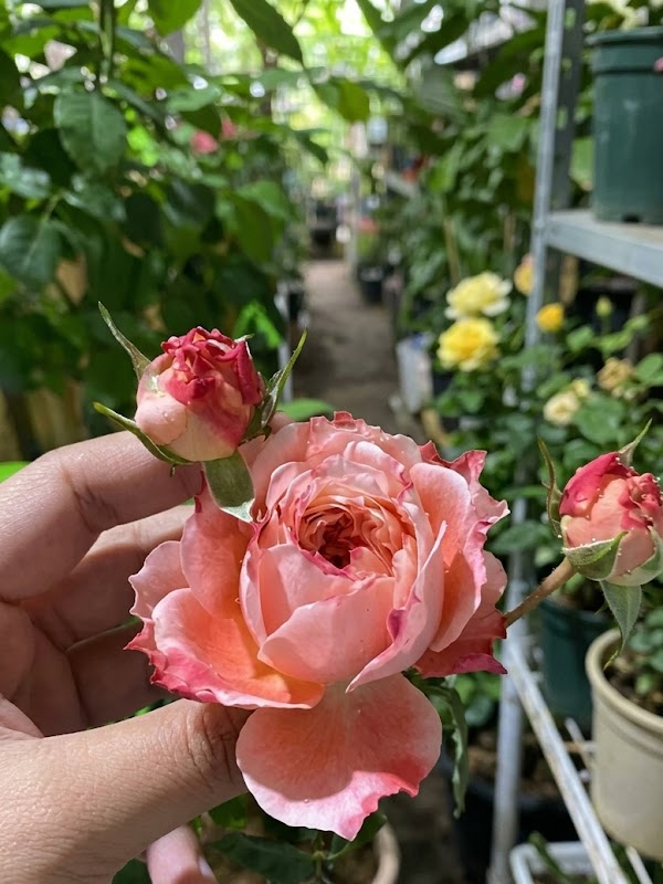 ������� �������� ������ (Princess Sakura) ��������, ��.