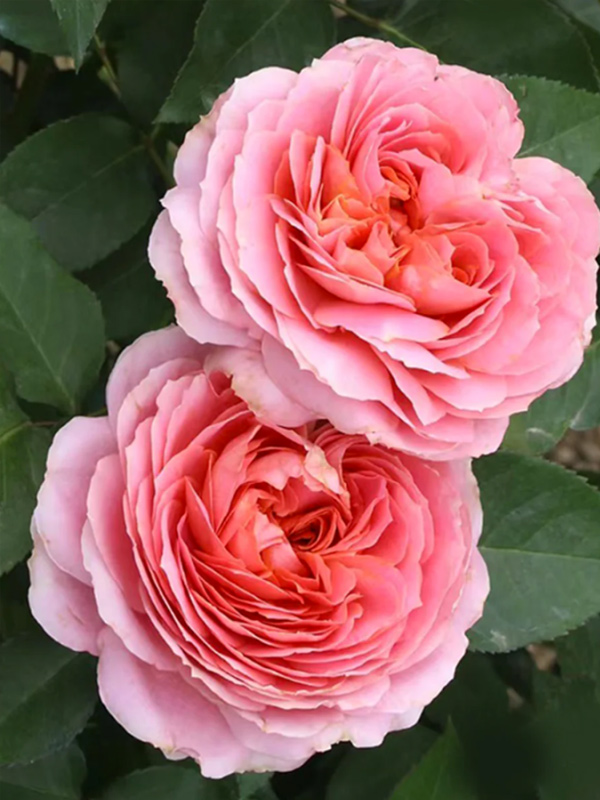 ���� ����������� ������ (Romantic Antike) �����-��������� �3