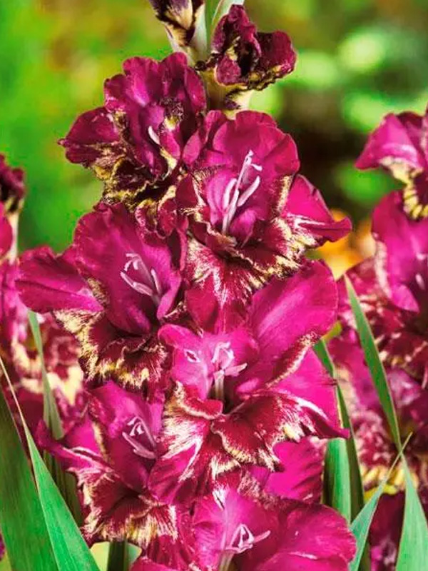 �������� Color Club 14+